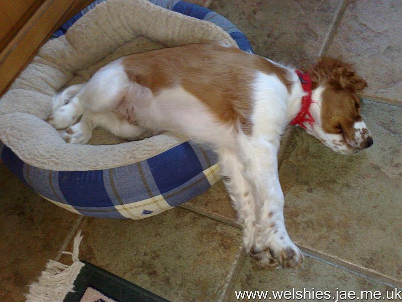 2009-04-18 09.jpg - This bed's just not big enough